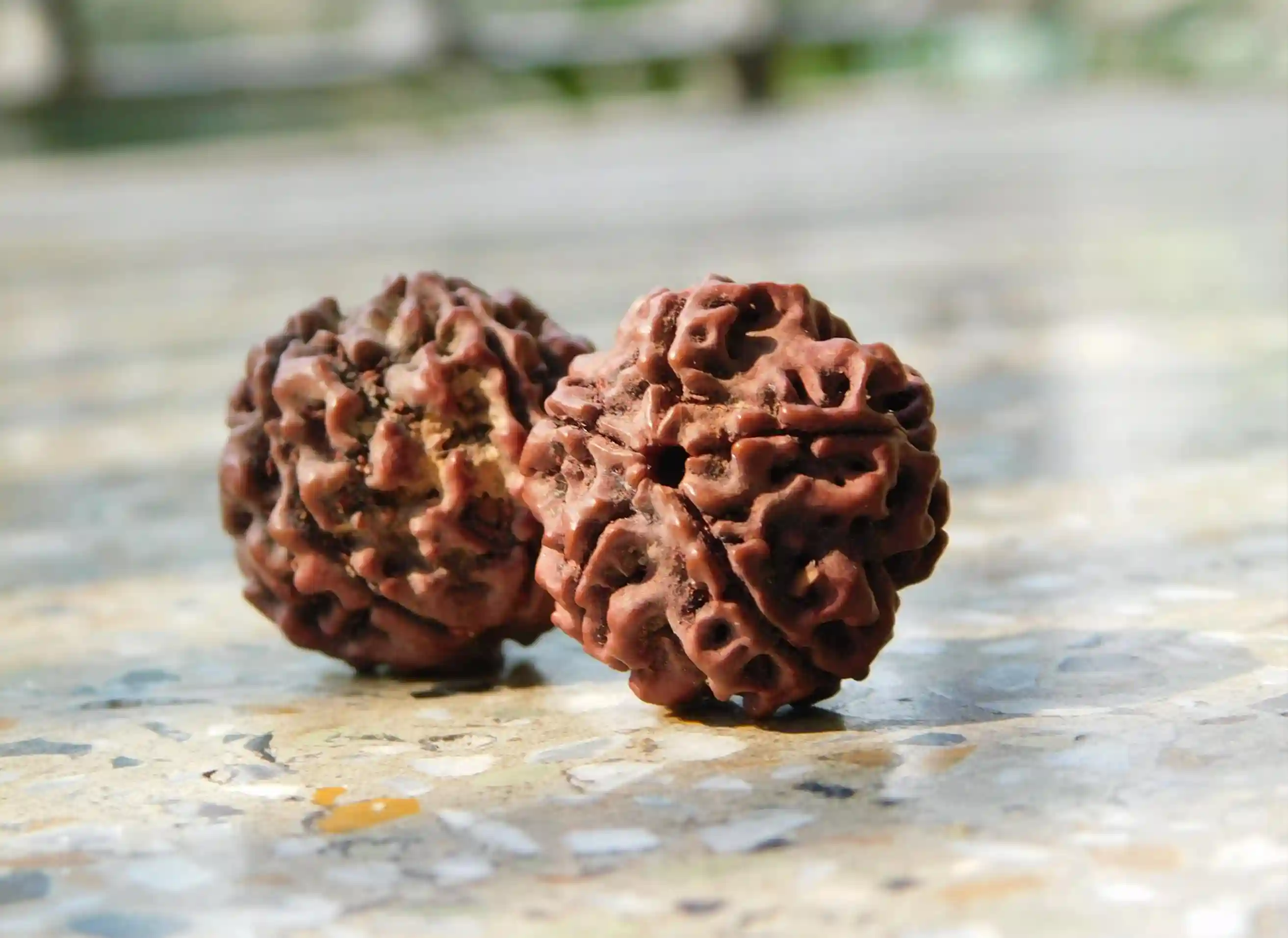 Natural Rudraksha beads used for meditation, spiritual healing and inner growth